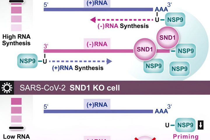 Scientists Uncover SARS-CoV-2 Virus’s Replication Program in Infected Cells