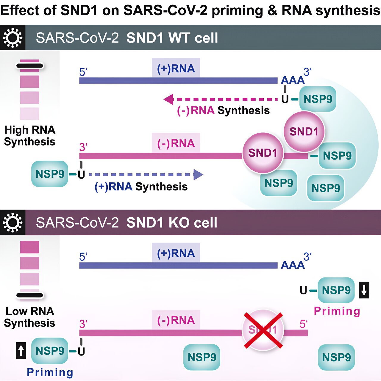 Scientists Uncover SARS-CoV-2 Virus’s Replication Program in Infected Cells