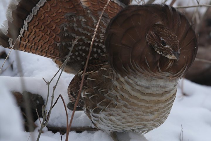 Ruffed Grouse Population Proves Surprisingly Resilient in Genetic Study