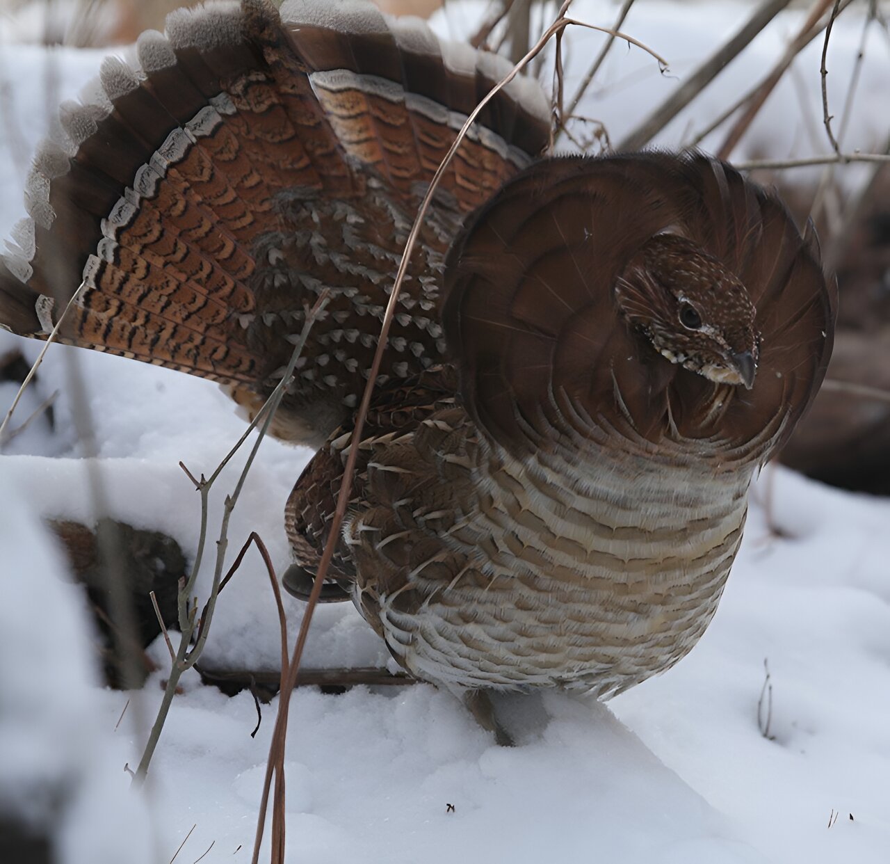Ruffed Grouse Population Proves Surprisingly Resilient in Genetic Study