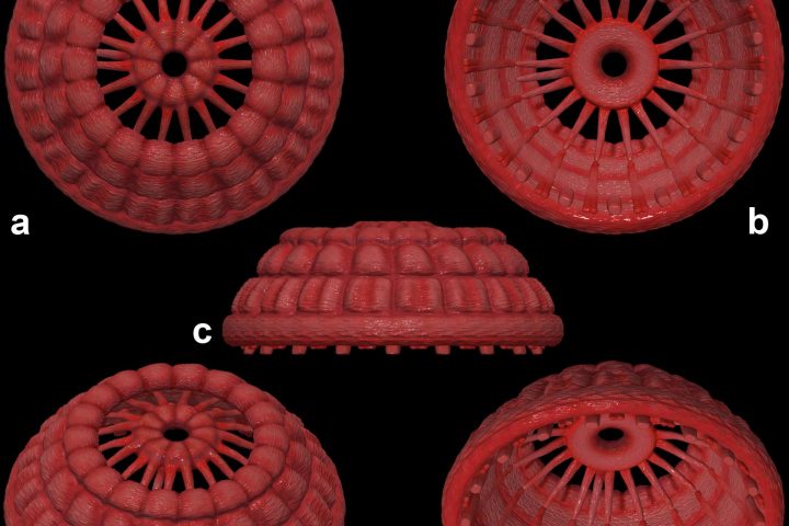 Early Cambrian microfossils reveal preserved introvert musculature of cycloneuralians