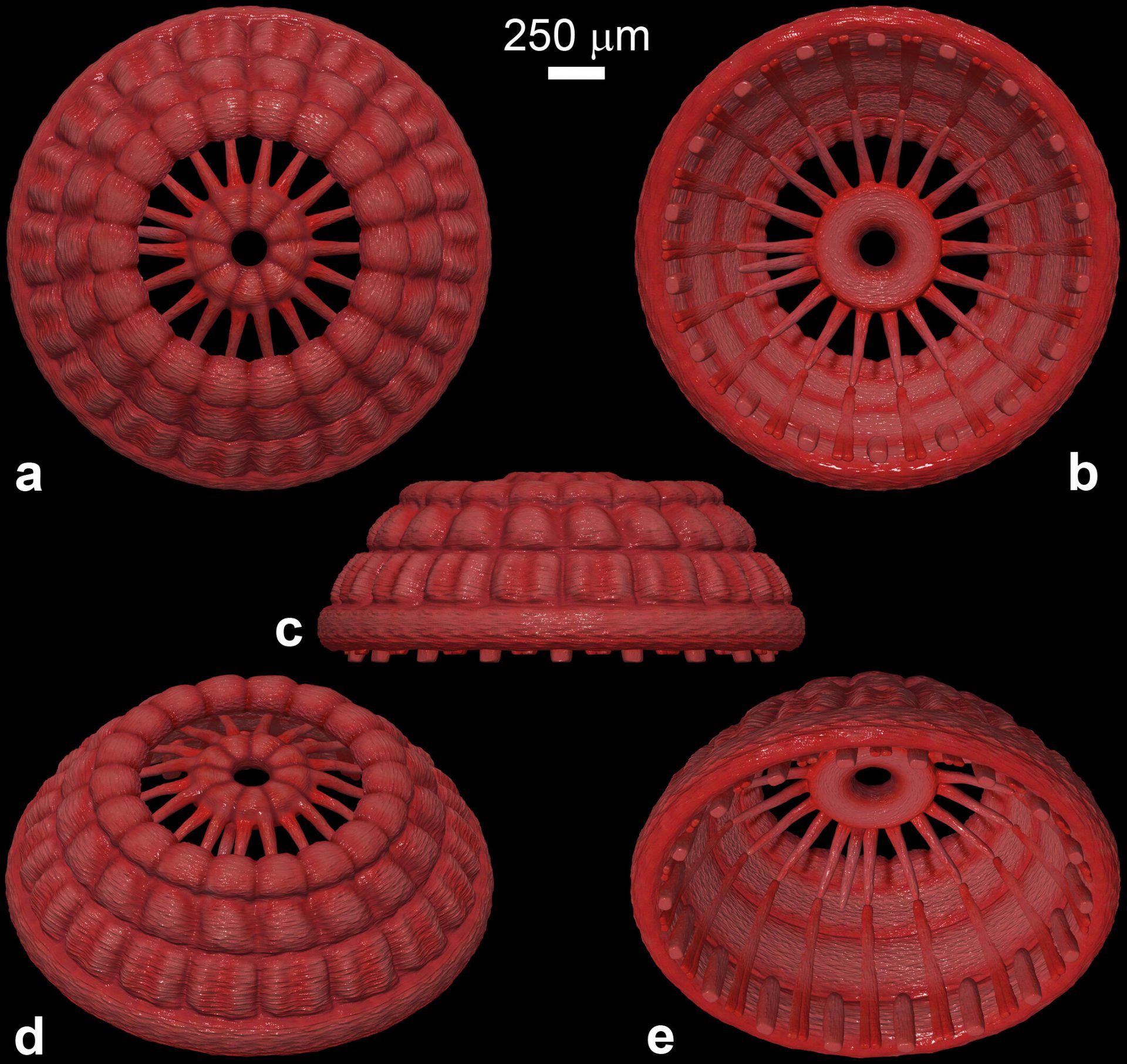 Early Cambrian microfossils reveal preserved introvert musculature of cycloneuralians