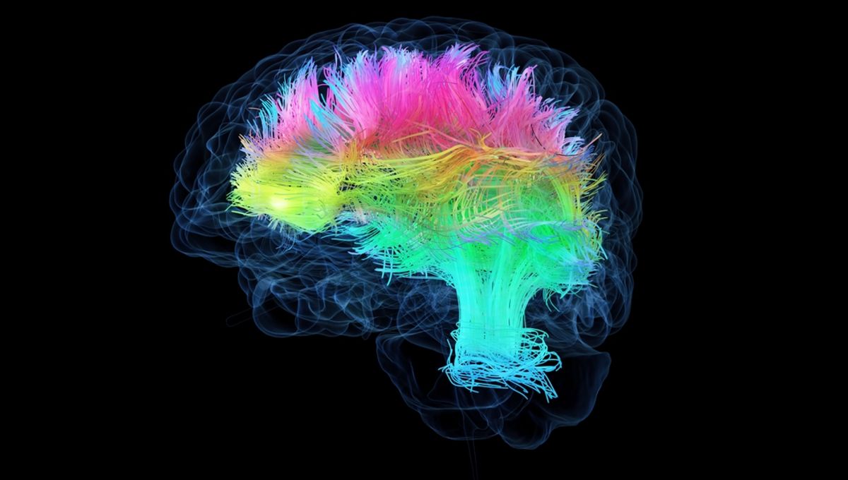 New Brain Cell Atlas Unveils Unprecedented Detail: The Significance Behind