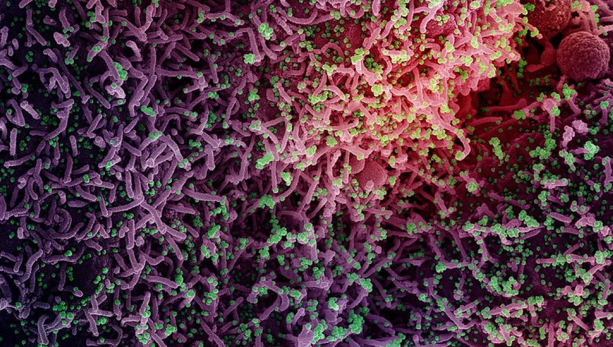 First Virus Unearthed by Science