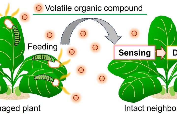 Real-time Visualization of Plant-Plant Communications via Airborne Volatiles