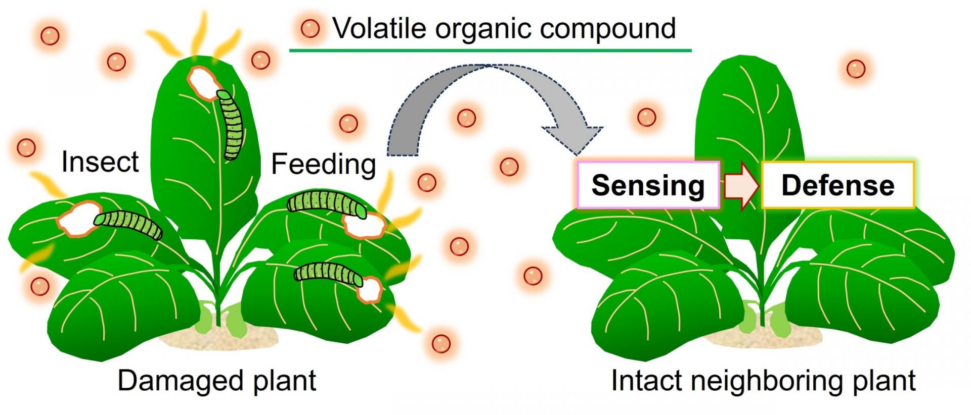 Real-time Visualization of Plant-Plant Communications via Airborne Volatiles