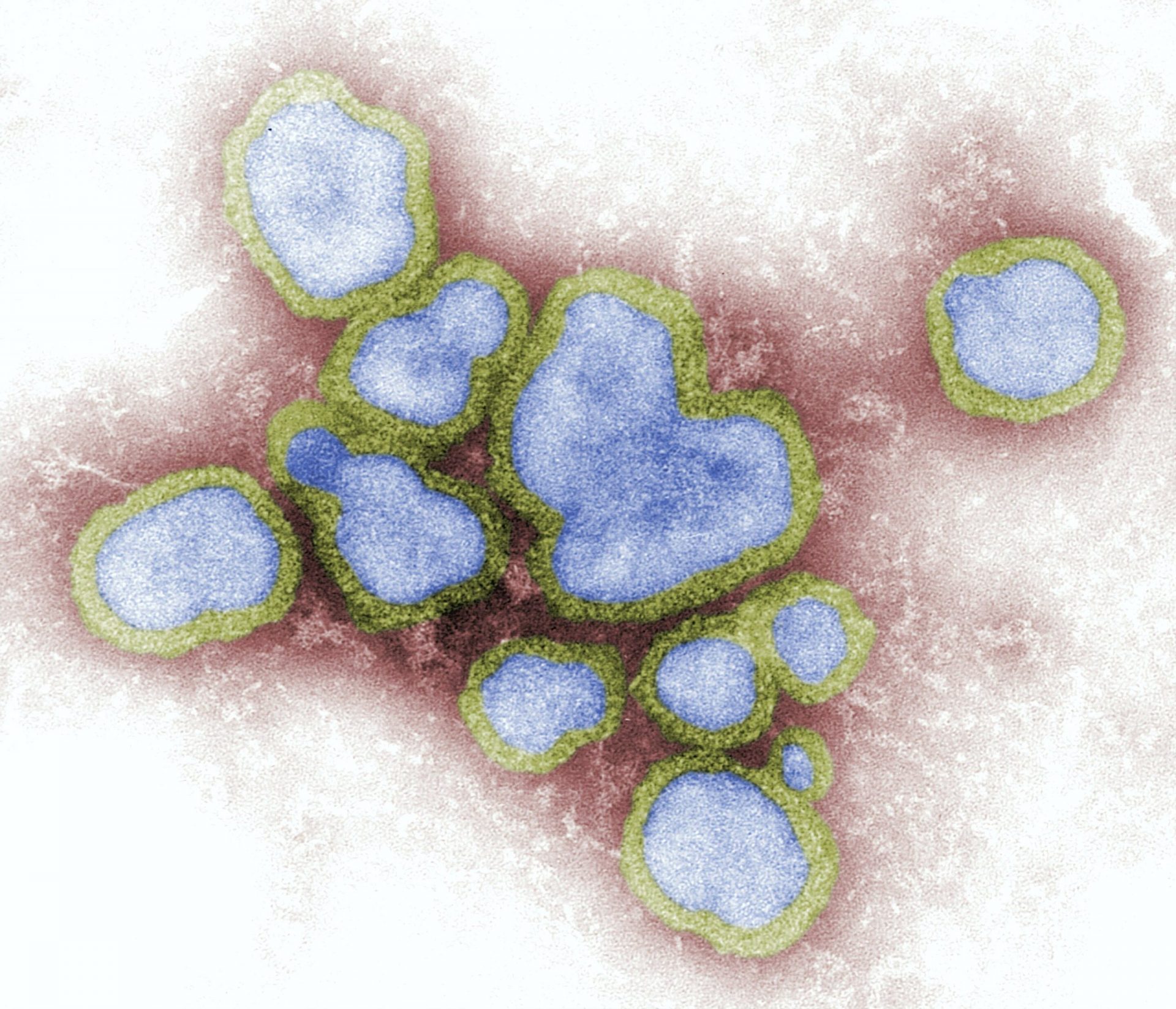 Scientists Discover Novel Mechanism of Viral Defense Against Bacteria
