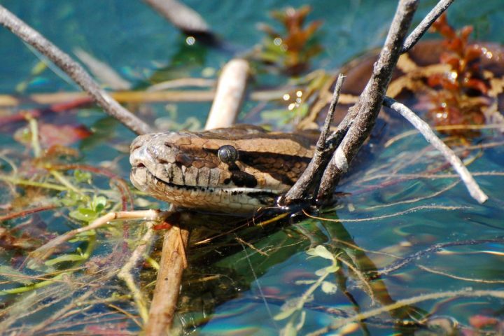Hybrid Pythons Dominate Florida Everglades’ Invasive Snake Battle