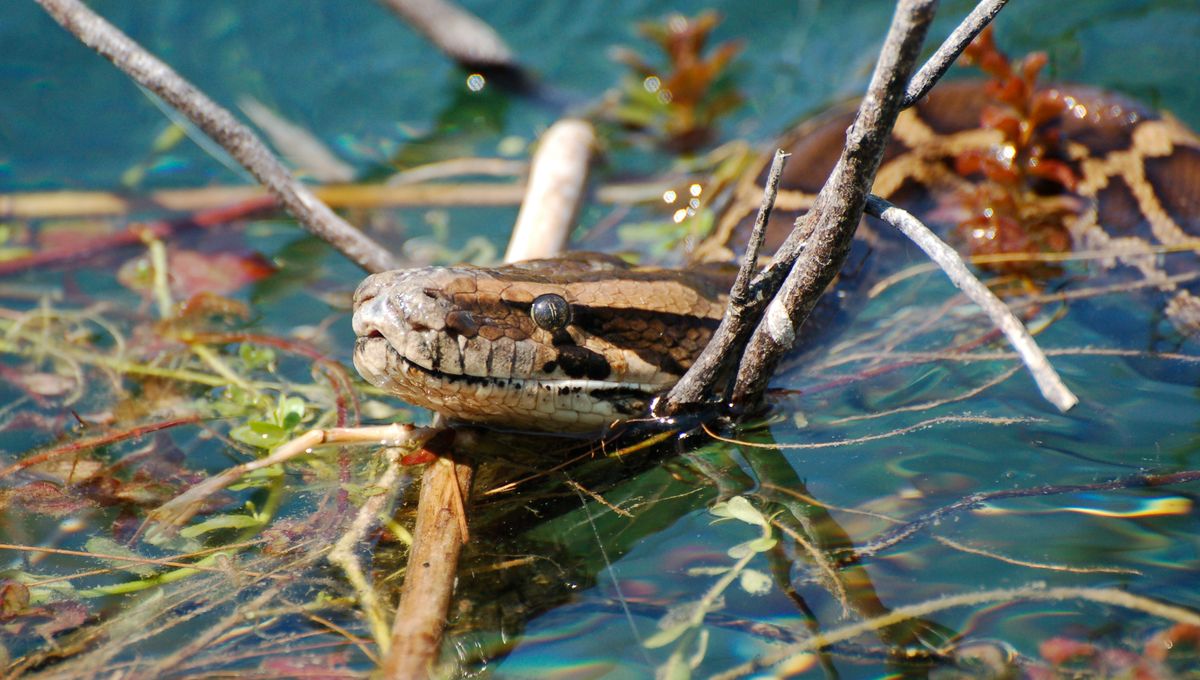 Hybrid Pythons Dominate Florida Everglades’ Invasive Snake Battle