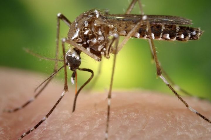 Cache Valley: Emerging Mosquito-Borne Virus in the US