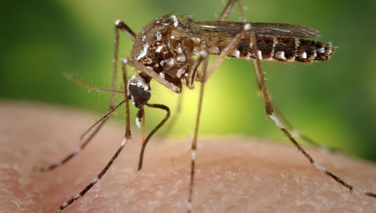 Cache Valley: Emerging Mosquito-Borne Virus in the US