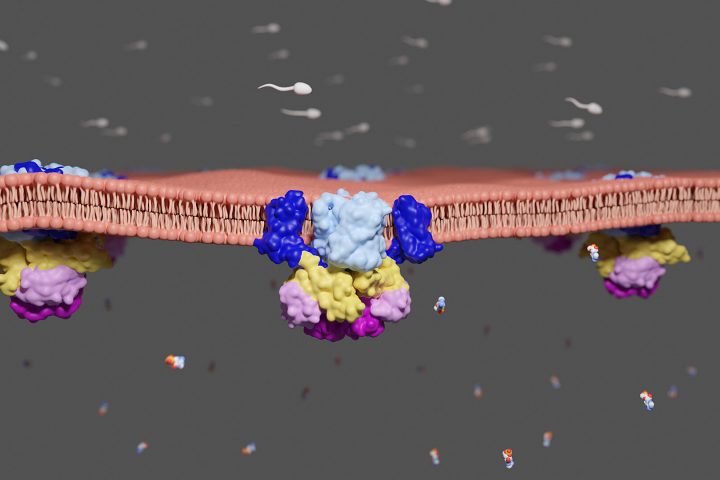 Membrane Transporter Ensures Sperm Cell Mobility, Study Reveals