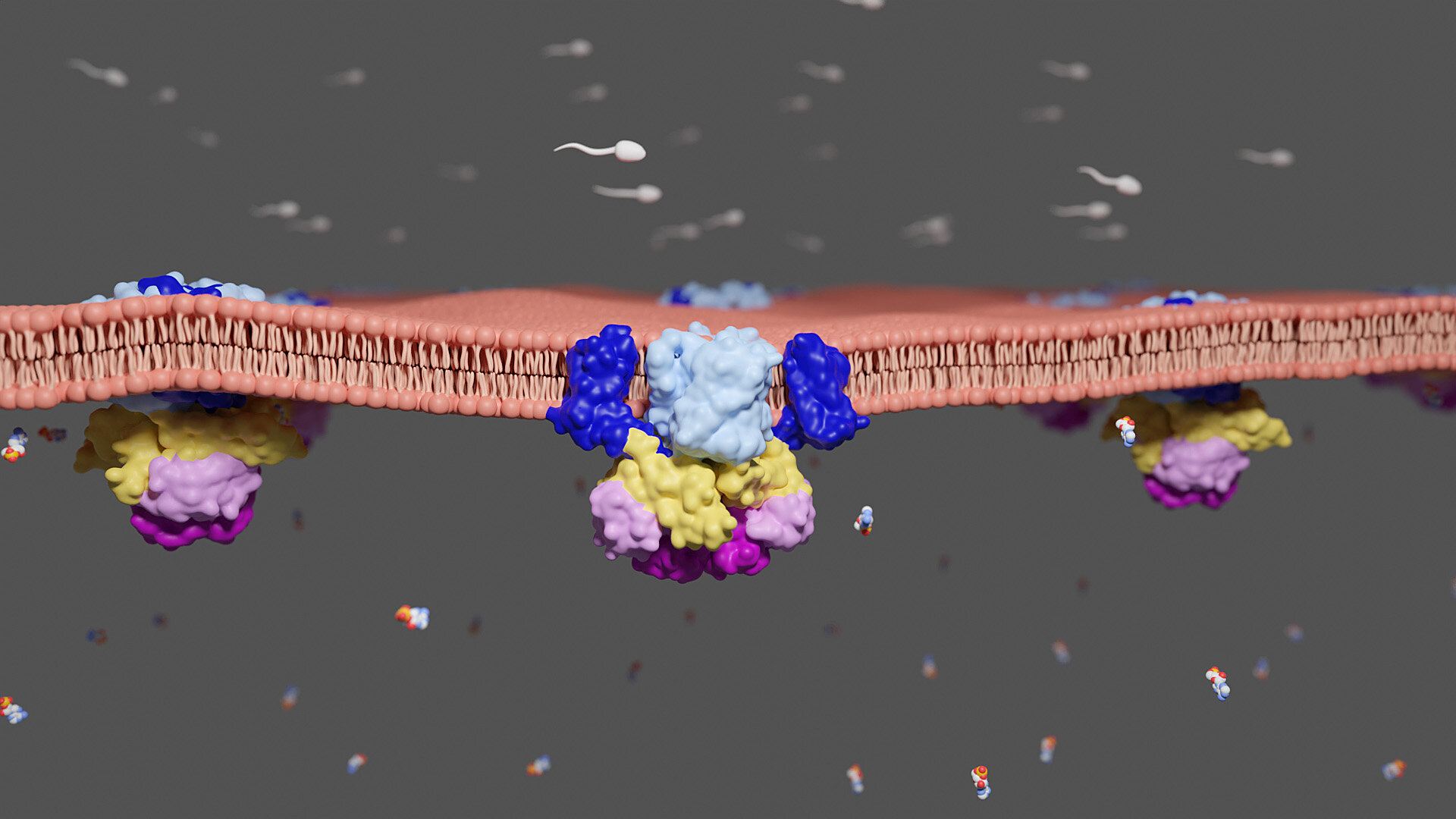 Membrane Transporter Ensures Sperm Cell Mobility, Study Reveals