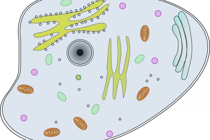 Intercellular messengers unveil their secrets