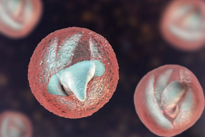Cryptosporidiosis Surges in UK: Essential Information