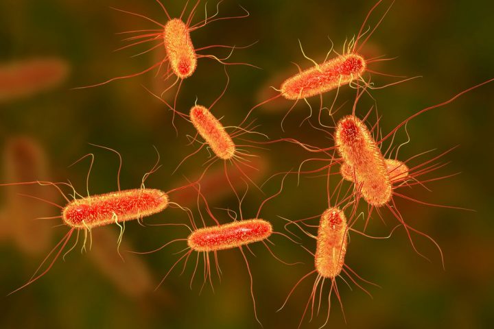 Bacteria’s Inherited Memories: A Fascinating Phenomenon