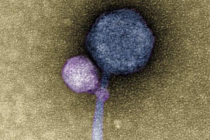 Virus Spotted Attaching to Another Virus, Resembling a Tiny Vampire