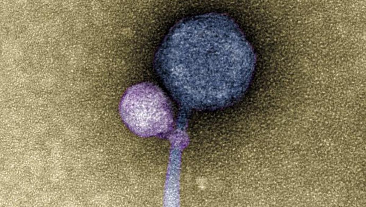 Virus Spotted Attaching to Another Virus, Resembling a Tiny Vampire