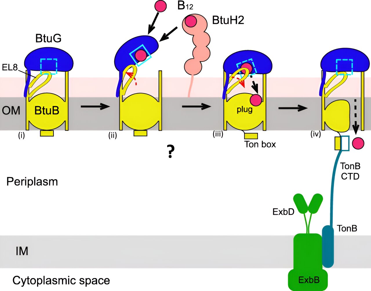 Researchers Discover Bacterial Mechanism for Vitamin B12 Uptake