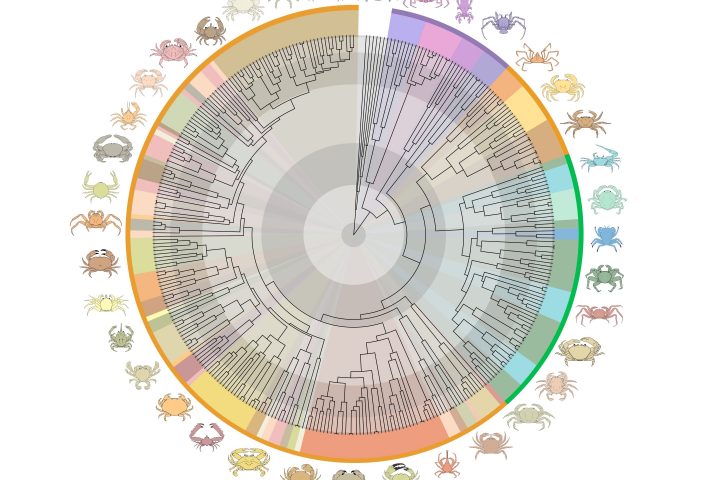 Researchers Unveil True Crabs’ Epic Ancient Odyssey from Sea to Land and Back Again