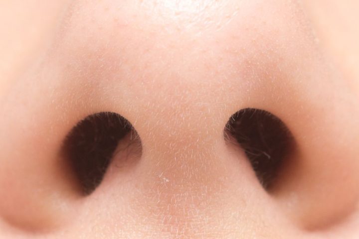 Each Nostril Possesses Unique Sense of Smell