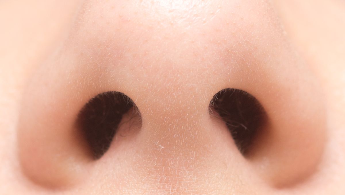 Each Nostril Possesses Unique Sense of Smell
