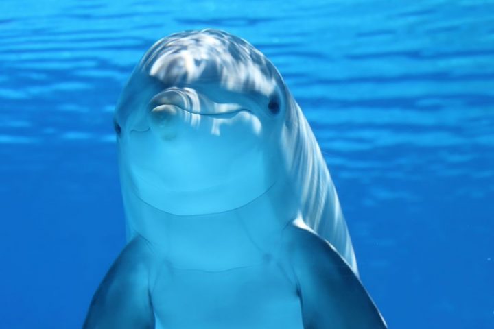 Helping US Navy Dolphins Contributes to Healthy Aging in Humans