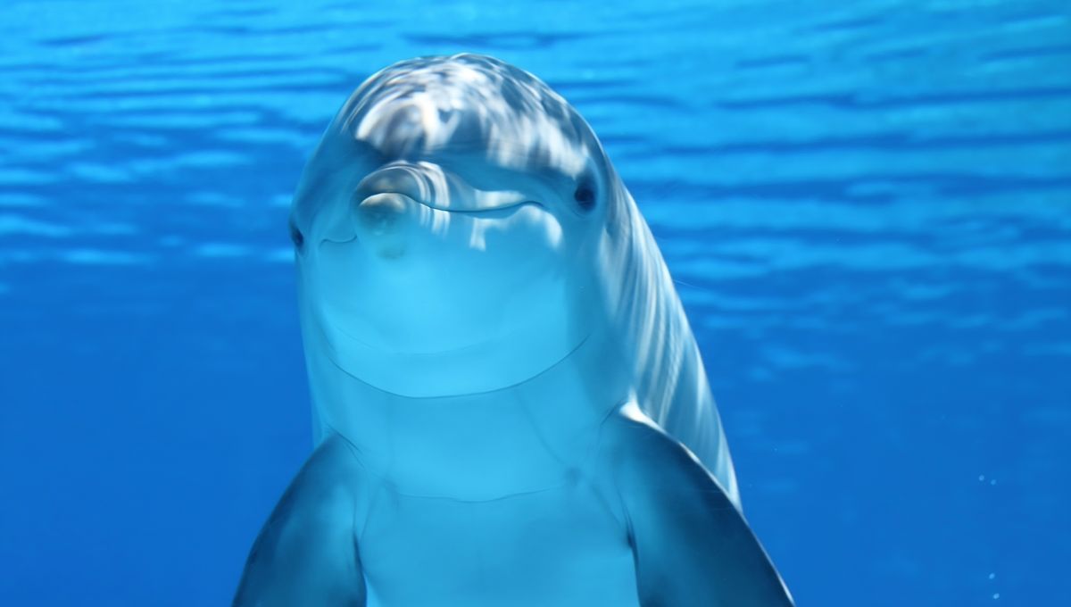 Helping US Navy Dolphins Contributes to Healthy Aging in Humans