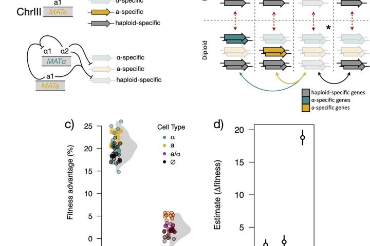 Research on Beer Fermentation Yeast Uncovers Surprising Evolutionary Journey