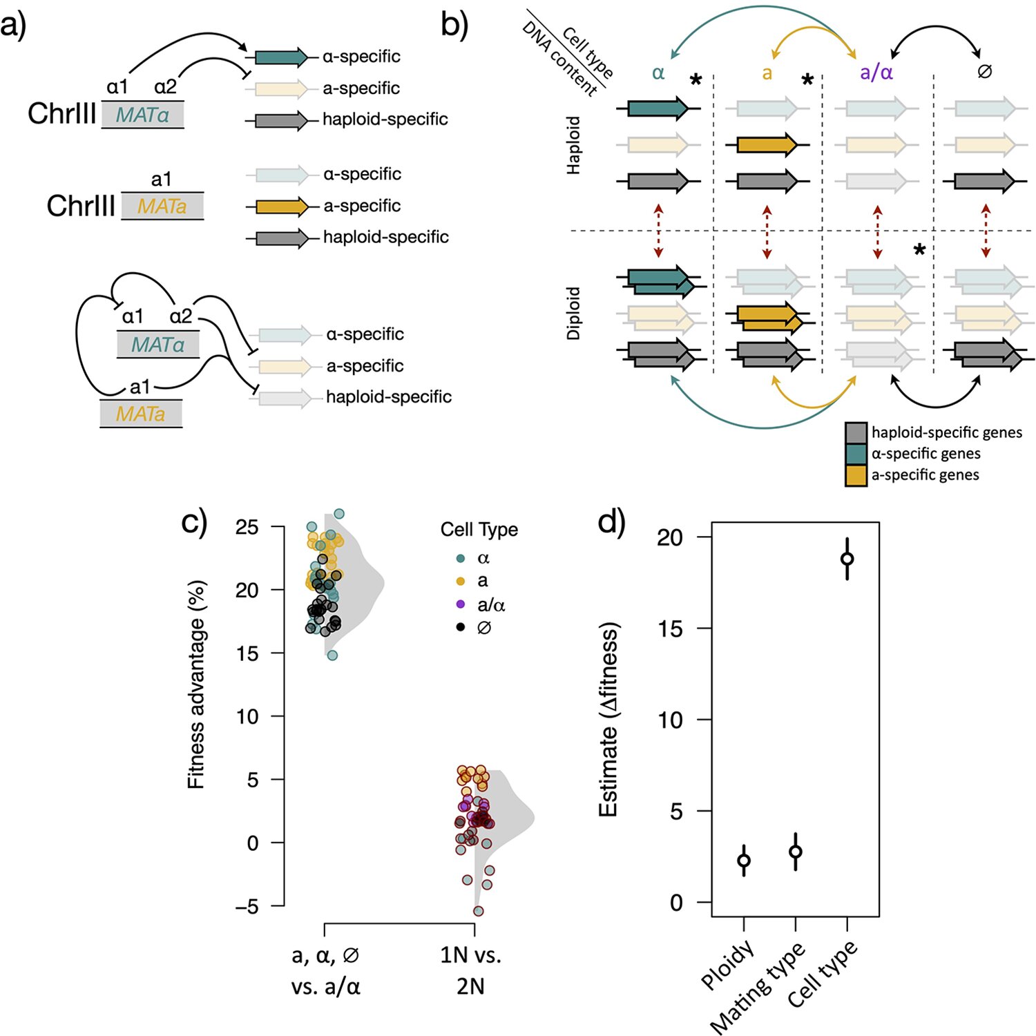 Research on Beer Fermentation Yeast Uncovers Surprising Evolutionary Journey