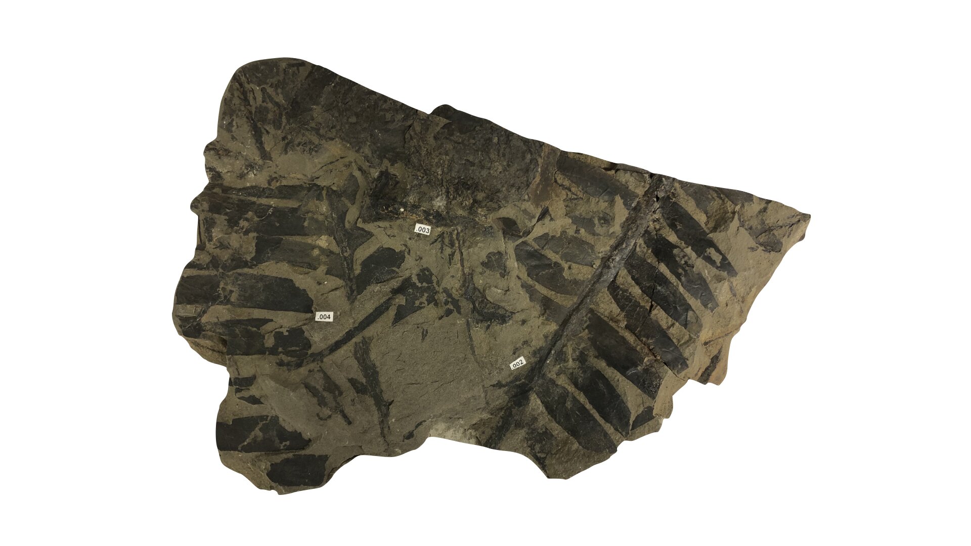 Plants Surviving Dinosaur Extinction Extracted Nitrogen from Atmosphere, Study Finds
