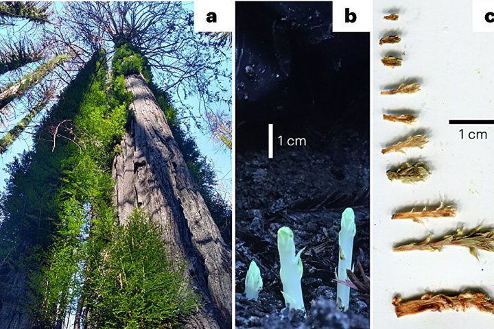 New study reveals promising outlook for redwoods’ resilience