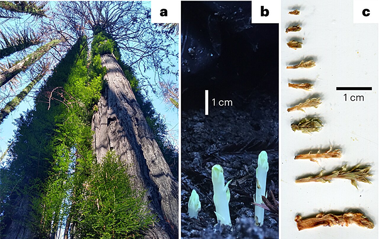 New study reveals promising outlook for redwoods’ resilience