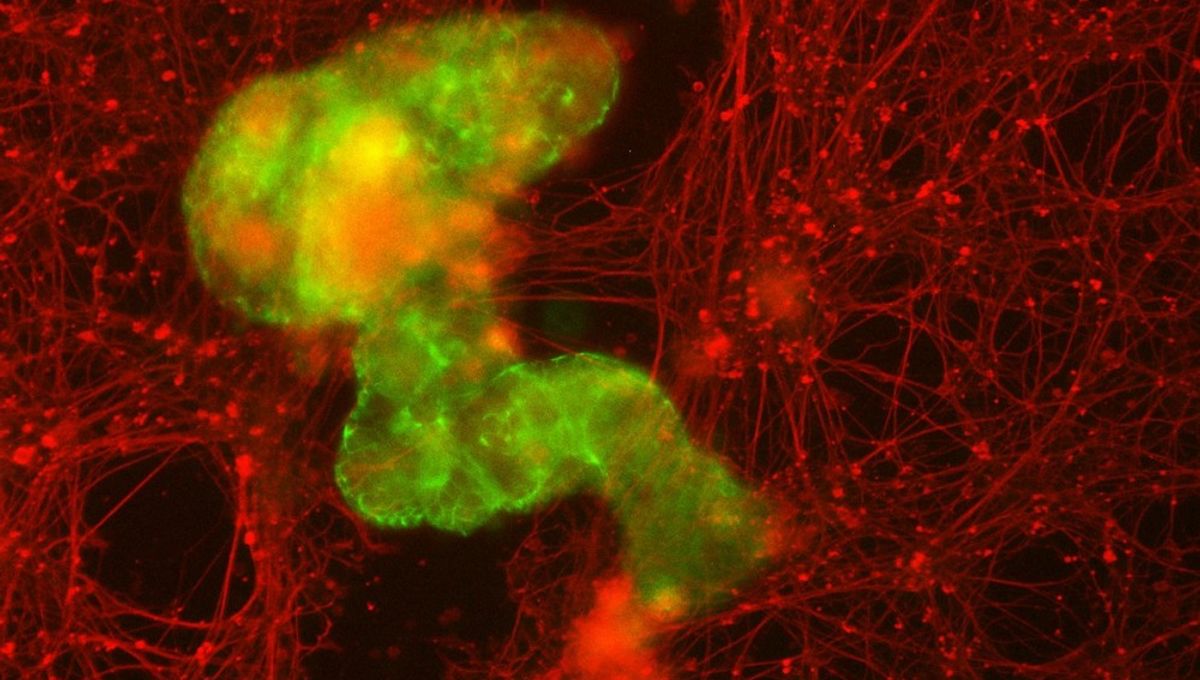 Tiny Wound-Healing Robots Begin as Single Human Cell