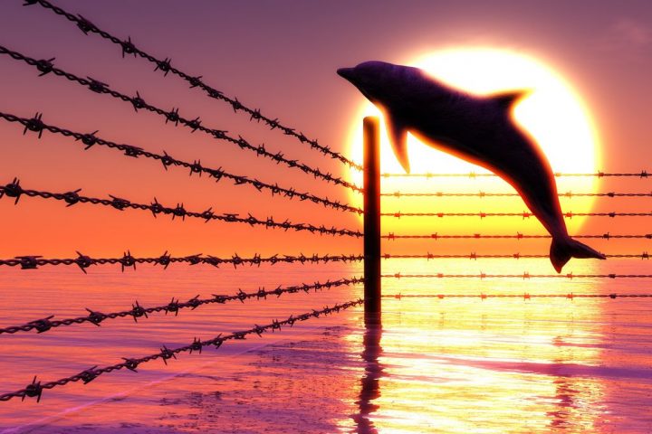 Russia’s Military Dolphins Escape and Go on the Lam