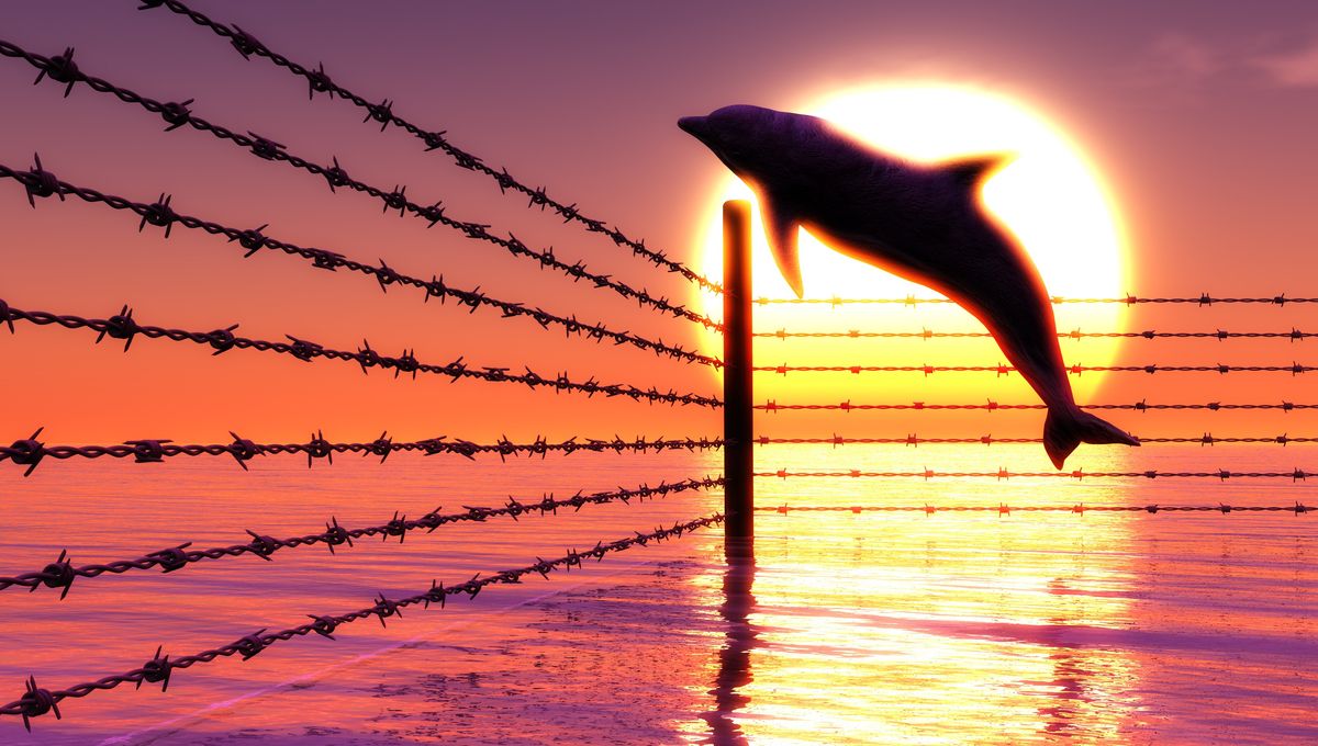 Russia’s Military Dolphins Escape and Go on the Lam