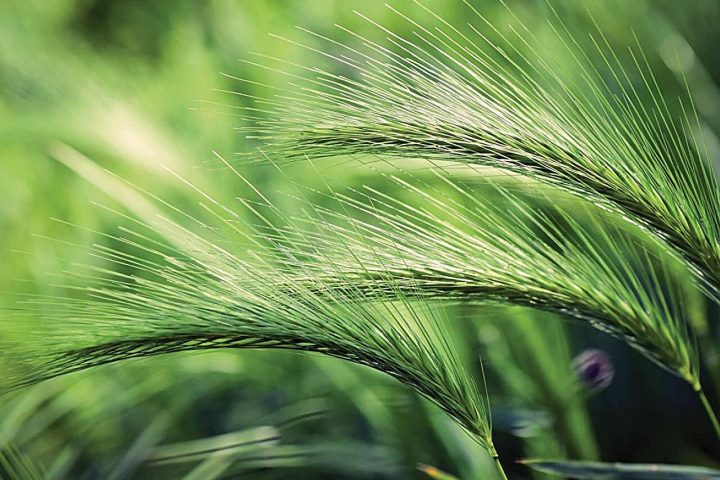 Sugar Permeation Unveiled in Plant Aquaporins