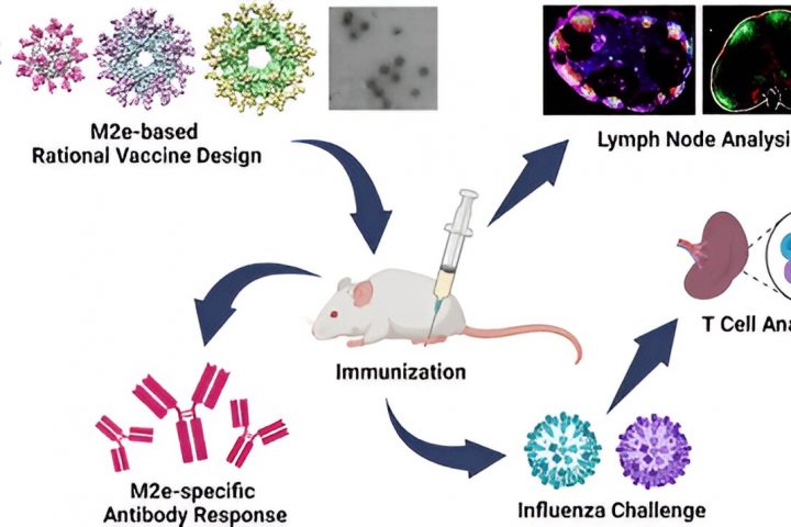 Nanoparticle flu vaccine design displays early test potential