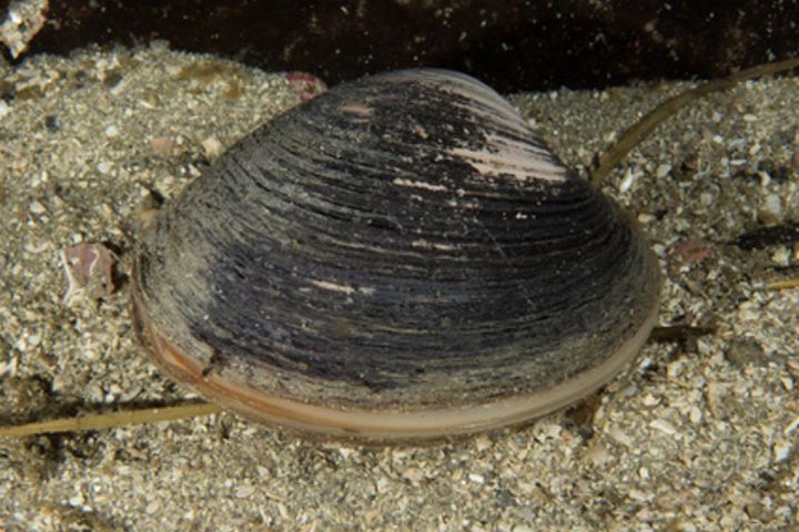 The Secret to a Long Life: Clams Could Hold the Key