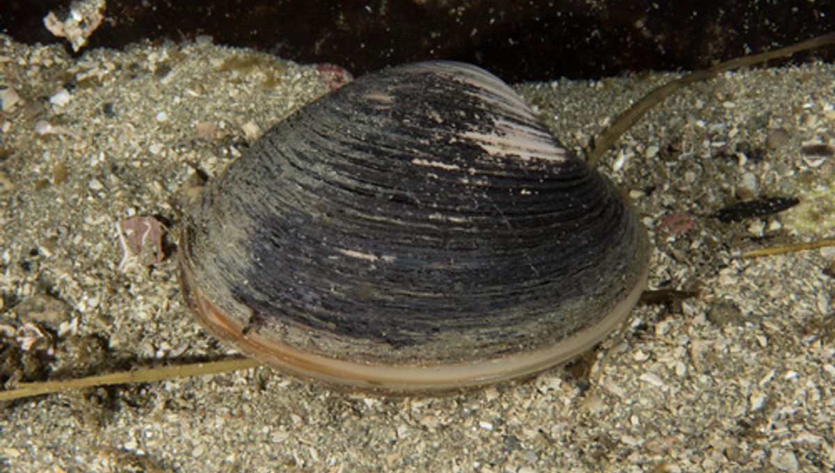 The Secret to a Long Life: Clams Could Hold the Key