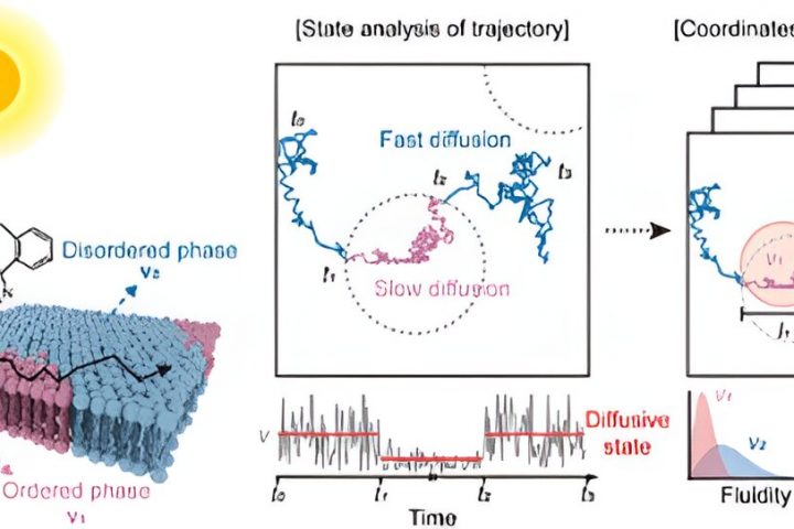 Advanced Microscopy Technology Offers Accurate Cell Membrane Lipid Raft Mapping