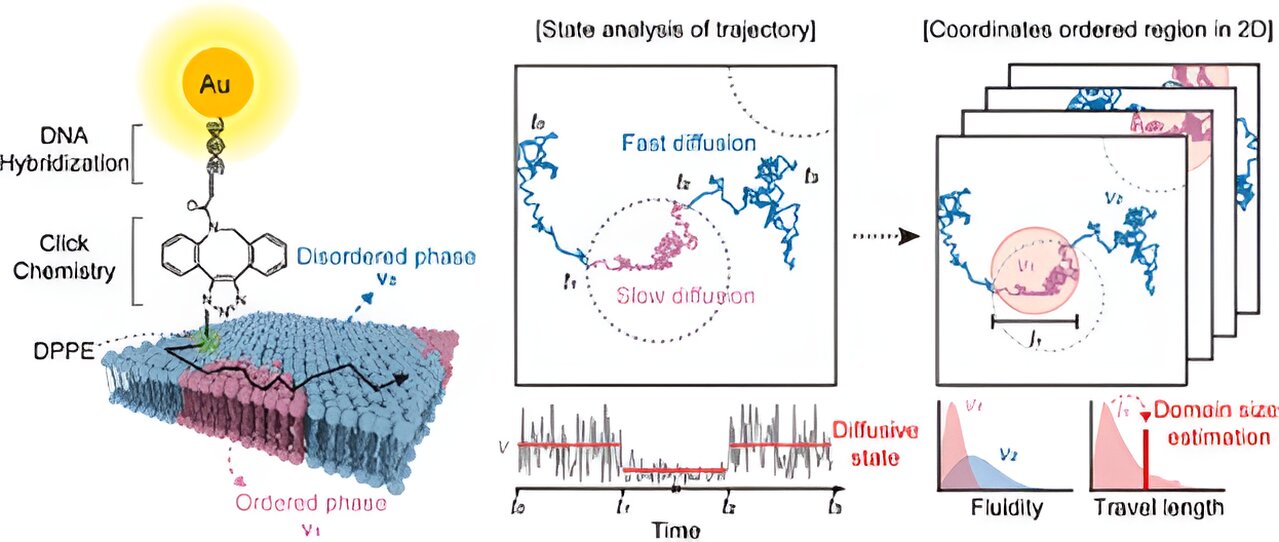 Advanced Microscopy Technology Offers Accurate Cell Membrane Lipid Raft Mapping