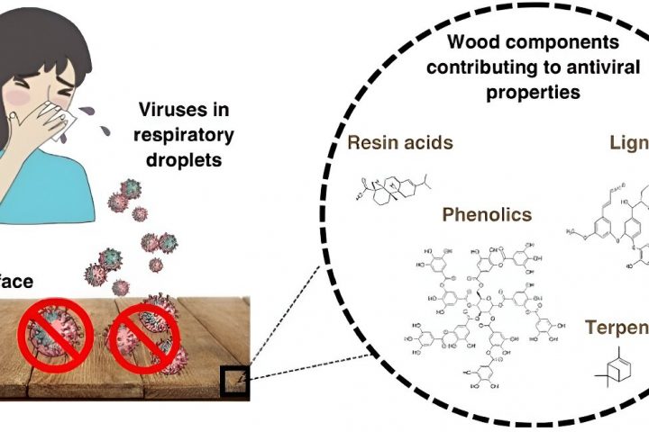 Study Reveals Antiviral Properties of Solid Wood Surfaces