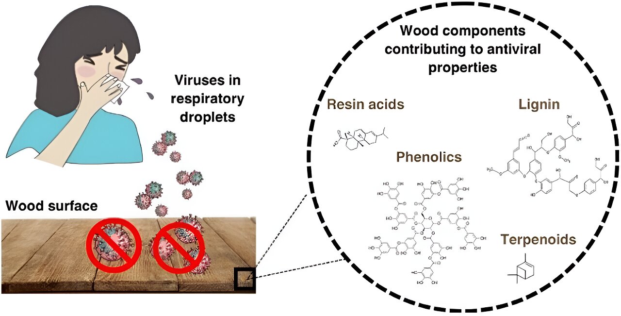 Study Reveals Antiviral Properties of Solid Wood Surfaces