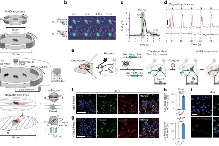 Nanomedicine researchers create technology to manipulate neural circuits with magnets