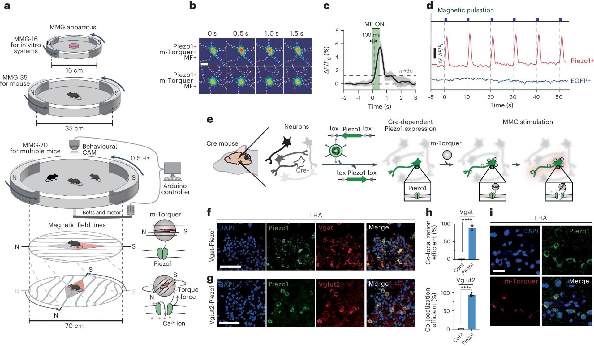 Nanomedicine researchers create technology to manipulate neural circuits with magnets