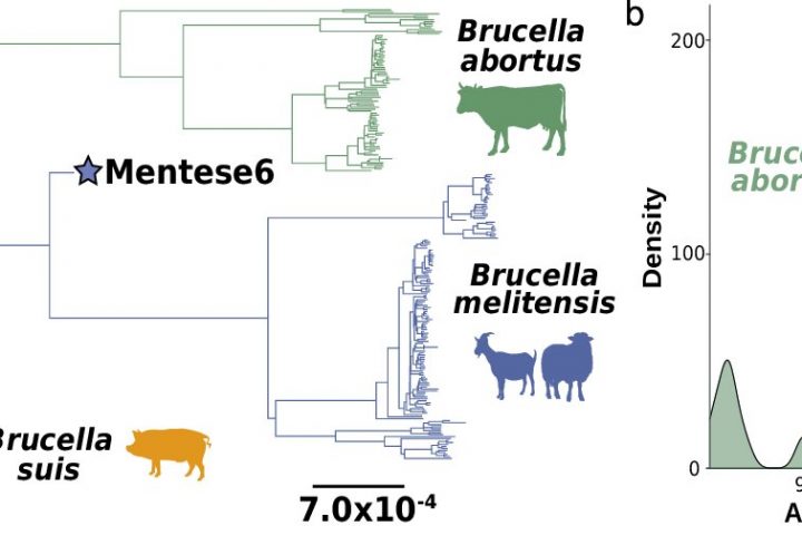 Ancient DNA suggests brucellosis pathogen evolved alongside farming