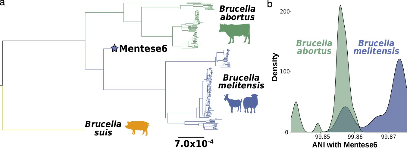 Ancient DNA suggests brucellosis pathogen evolved alongside farming