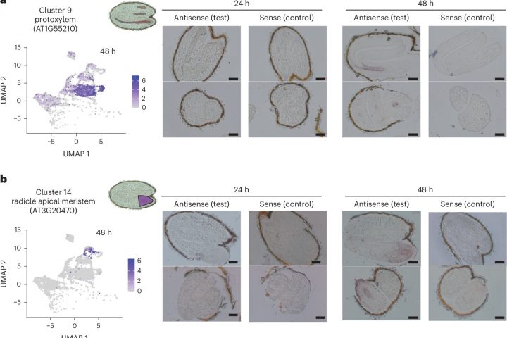 Seed experiments reveal methods to improve food crop consistency and reduce waste