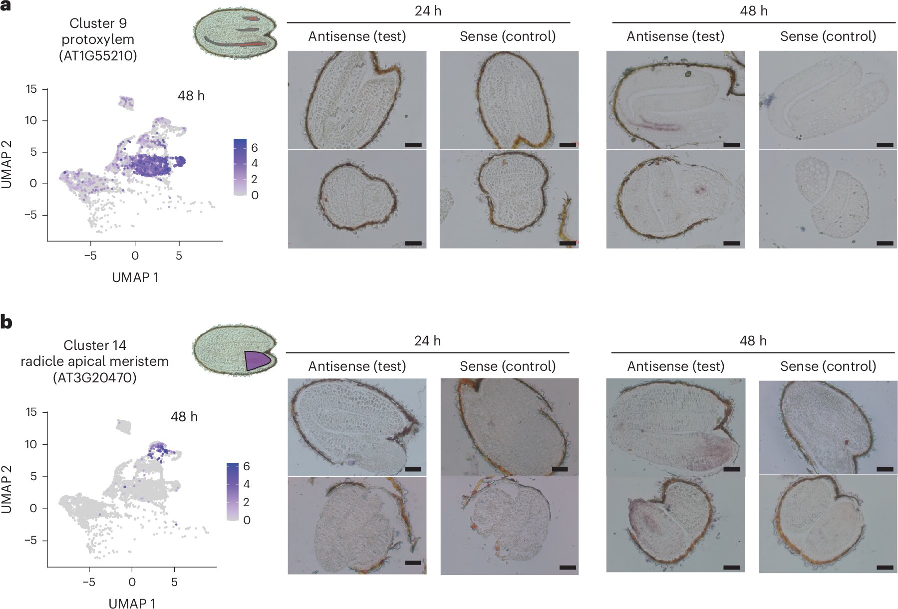 Seed experiments reveal methods to improve food crop consistency and reduce waste
